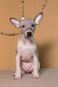 American Hairless Terrier - Auras Night