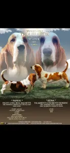 Basset Hound - Amadeus 