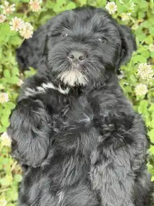 Portugiesischer Wasserhund - Bailey