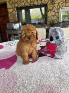 Poodle Miniature - Barack