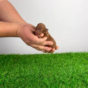 Caniche Toy - Fioretta