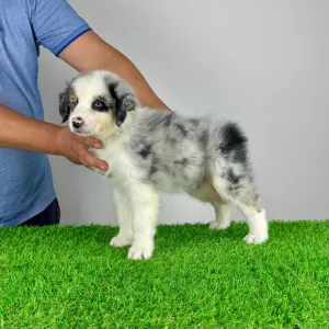 Australian Shepherd - Valentin
