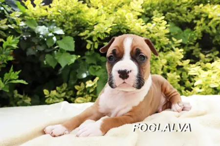 Amerikanischer Staffordshire Terrier - Hemingway Daiquiri Of Silence Warrior