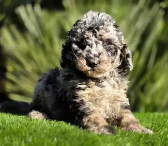 Cavapoo - Moon