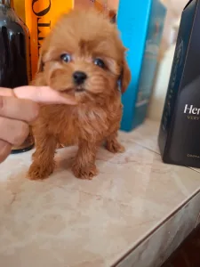 Maltipoo - Maltipoo F