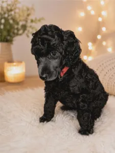 Poodle Standard - Piros