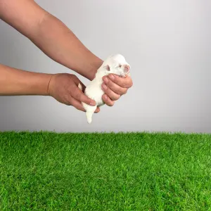 West Highland White Terrier - Hobo