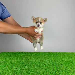 Вельш-корги пемброк - Paws
