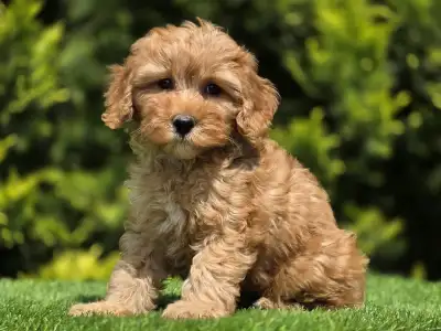 Cavapoo - Tim