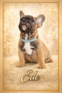 French Bulldog - Ede