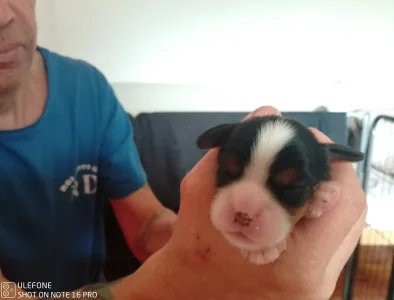 Cavalier King Charles Spaniel - Guru