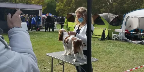 Cavalier King Čarles Španiel - Erdőszéli Ezüstcsillag