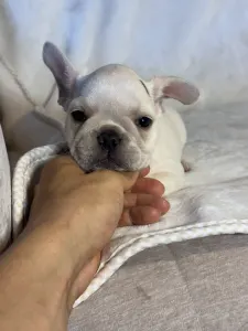 French Bulldog - Nini