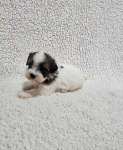 Bichon havanais - Monty