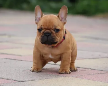 Französische Bulldogge - Ubie