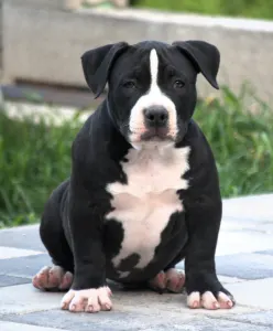 l'American Bully - Pocket - Borisz