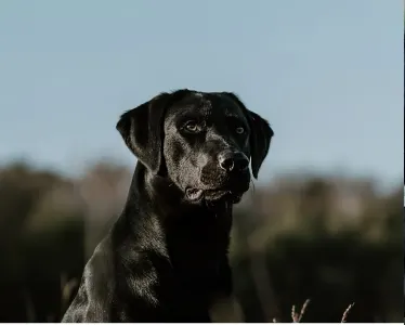 Labrador Retriever - Working Line Labrador Blackthorn Gundogs Parents