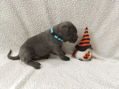 Cane Corso Italiano - Forza Di Diavolo Diego