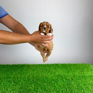 Cavalier King Charles Spaniel - Weeny