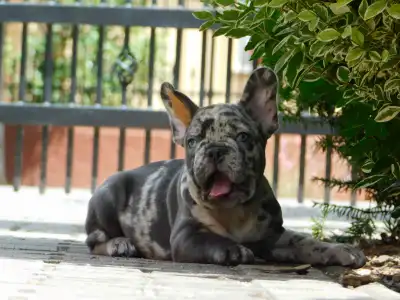 French Bulldog - Loki