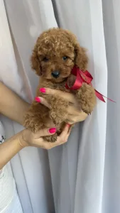 Той-пудель - Riella Roysl Legend Of The Kanis