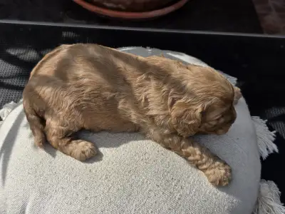 Cavapoo - Bigbob