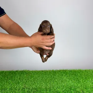 Dachshund - Frankfurti 