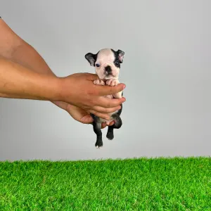Boston Terrier - Yacco