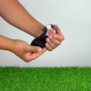 Boston Terrier - Kerry