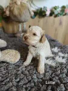 Lagotto Romagnolo - Lotte
