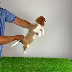Cavalier King Charles Spaniel - Orbin