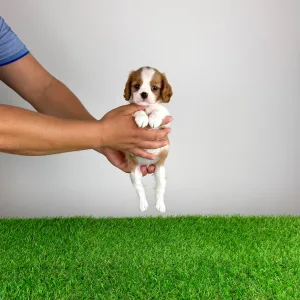 Cavalier King Charles Spaniel - Vinta