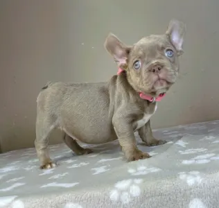 Французский бульдог - Maya