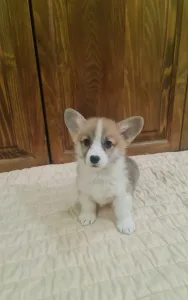 Welsh Corgi Pembroke - Dorina