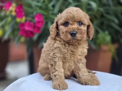 Cavapoo - Amigo