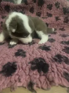 Border Collie - Barna Szuka
