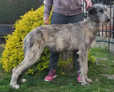 Irish Wolfhound - Bìborka