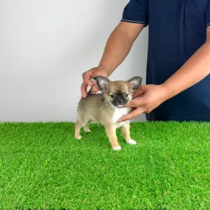 Chihuahua - Kimi