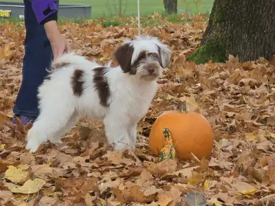 Tibetan Terrier - James Bond