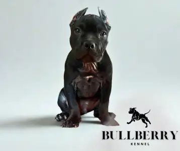 Amerikai Bully - Standard - Youngberry