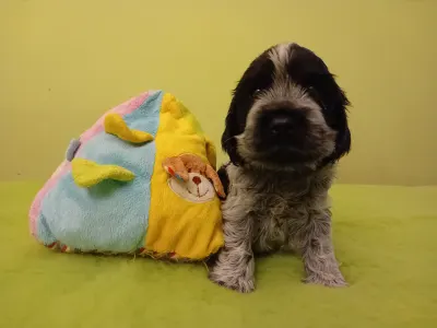 Englischer Cocker Spaniel - Dr. Dolittle 