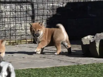 Shiba - Bravados Chiyuki