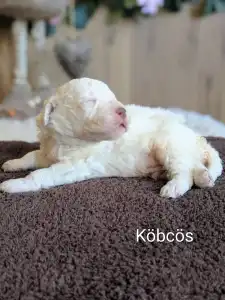 Lagotto Romagnolo - Köpcös 