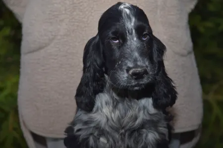 Angol Cocker spániel - Wonderfull