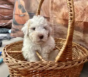 Lagotto Romagnolo - Sally Scull