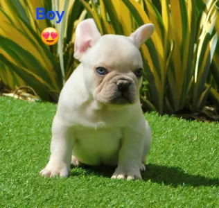 Französische Bulldogge - Lui