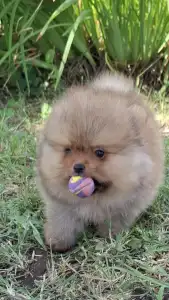 Pomeranian - Víkó