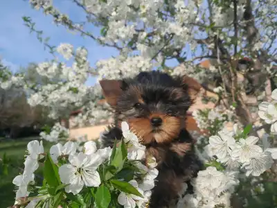 Yorkshire Terrier - Sheldon