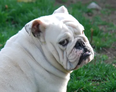 Angol bulldog - Rengőhegyi-ormán Hedvig