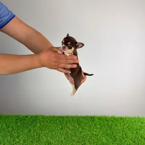 Chihuahua - Zira